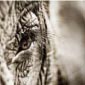 The elephant's eye